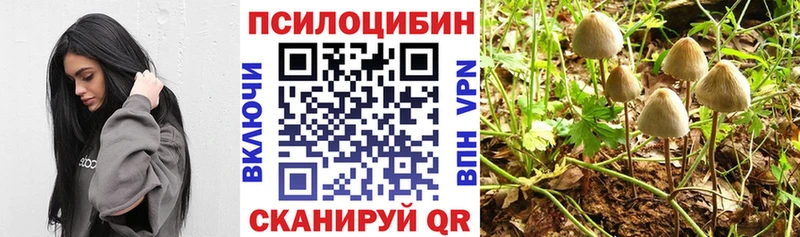 Псилоцибиновые грибы Psilocybine cubensis  OMG вход  Олонец 